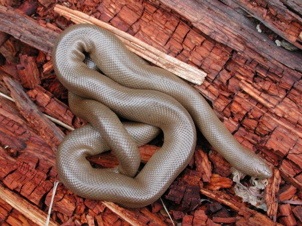 Rubber Boa Facts, Description, and Pictures