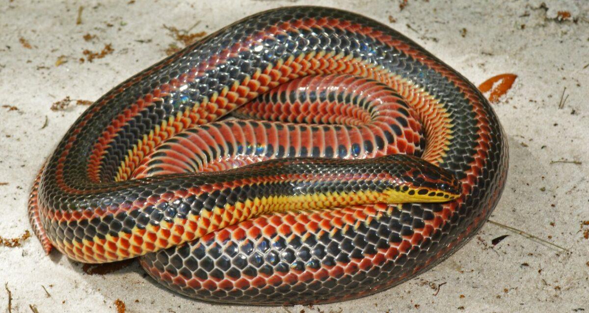 Rainbow Snake Facts, Description, and Pictures