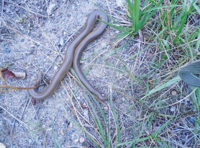 Rubber Boa Facts, Description, and Pictures