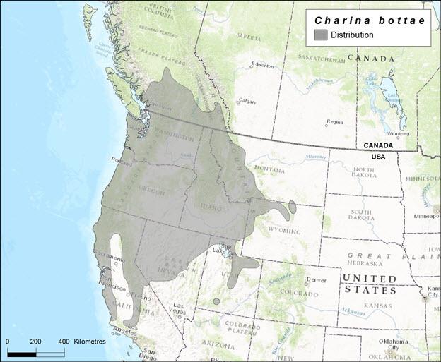 Rubber Boa Facts, Description, and Pictures