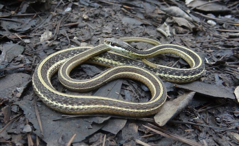 Ribbon Snake Facts, Description, Diet, and Pictures