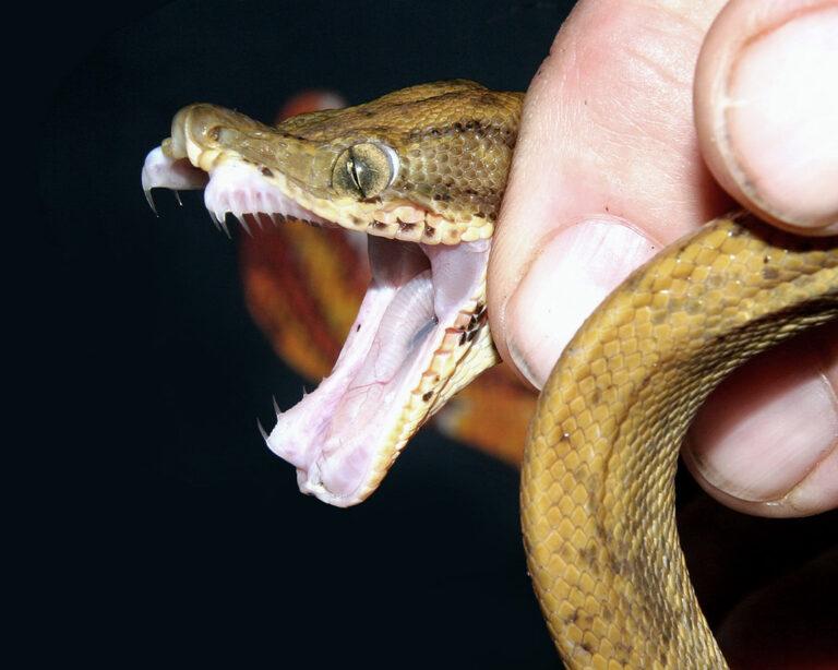 Amazon Tree Boa Facts, Description, Diet, and Pictures