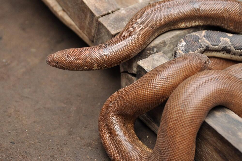 Indian Sand Boa Facts, Description, Diet, and Pictures