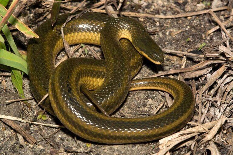 Black Swamp Snake Facts, Description, Diet, and Pictures