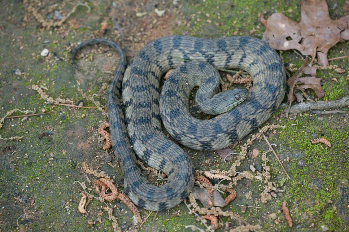 Diamondback water snake facts description diet and pictures