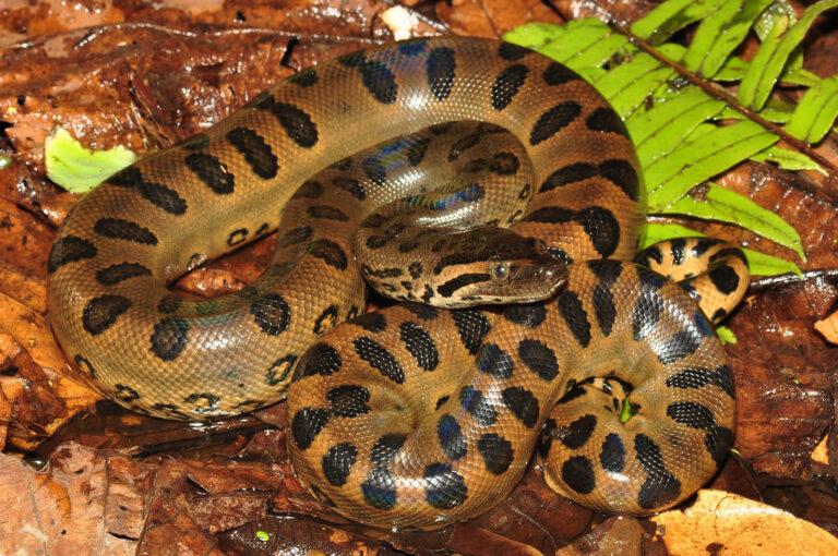 Green Anaconda Facts, Description, Habitat, And Pictures