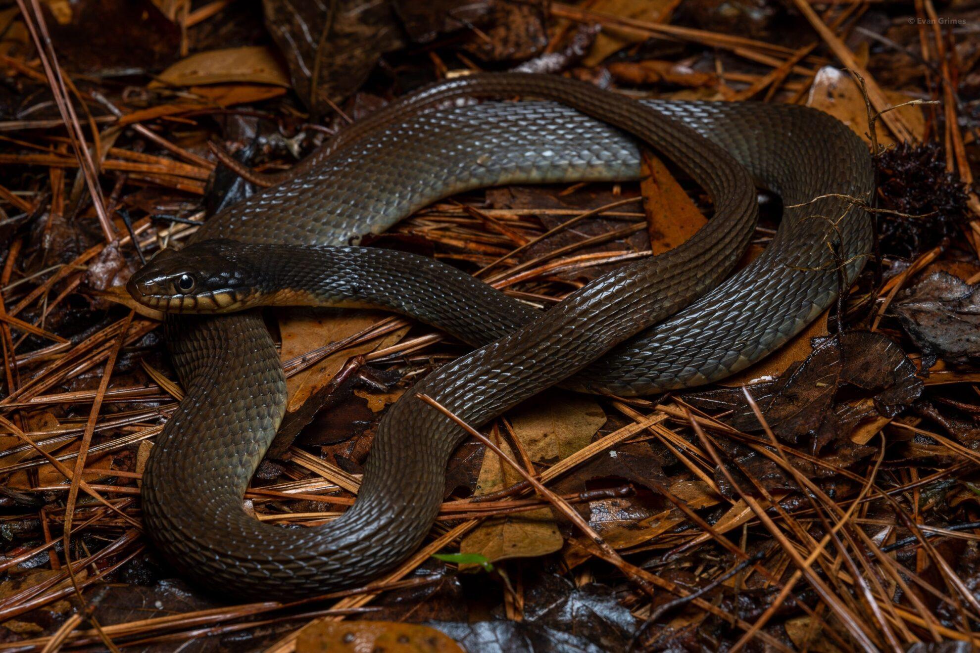 Plain-bellied Water Snake - Facts, Descriptio, And Pictures