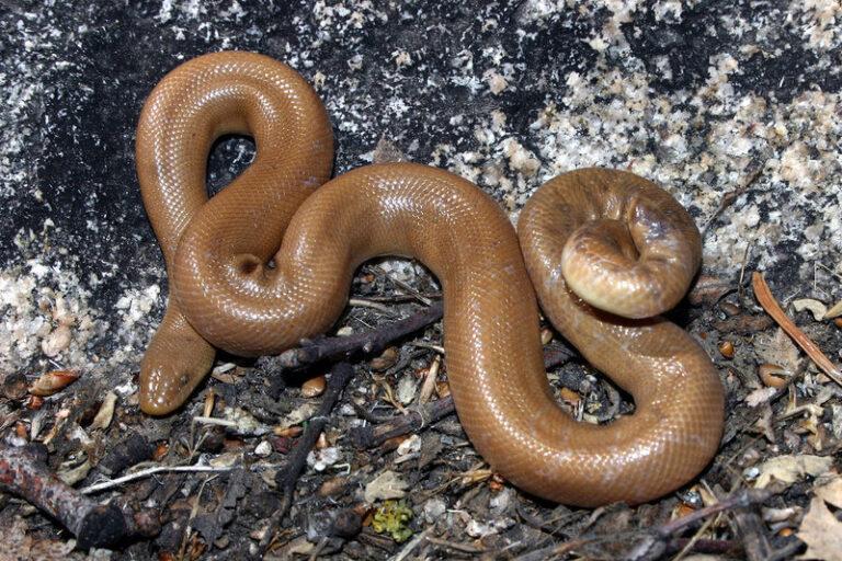 Southern Rubber Boa Facts, Description, Diet, and Pictures