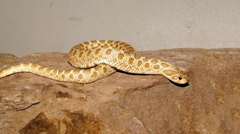 Western Hognose Snake Facts, Description, And Pictures