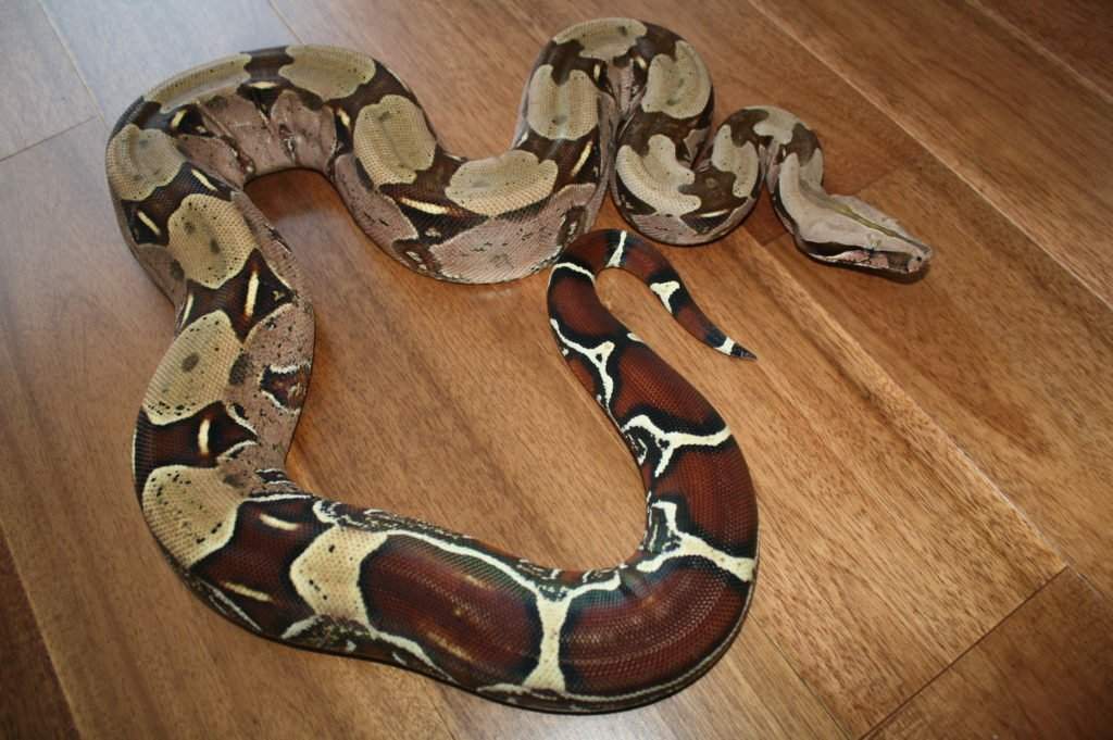 boa constrictor size 2 year old