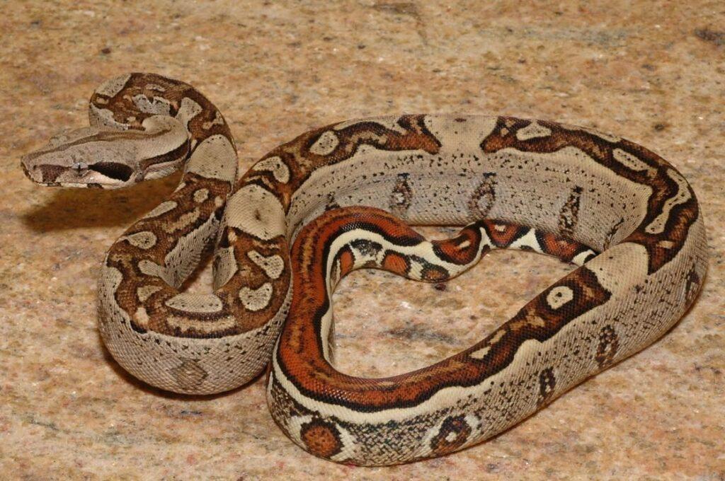 Boa Constrictor Facts, Description, Lifespan, Habitat, & Pictures