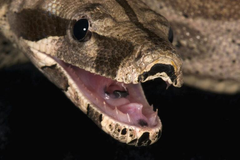 Boa Constrictor Facts Description Lifespan Habitat And Pictures 5392