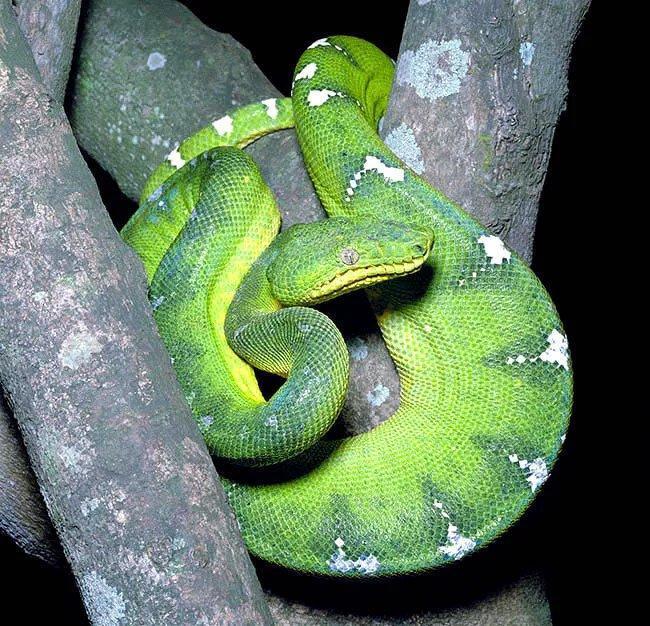 Emerald Tree Boa Facts, Behavior, Diet, and Images