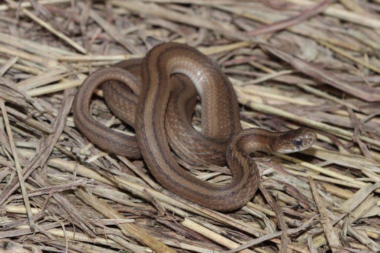 DeKay's Brown Snake Facts, Description, Diet, and Pictures