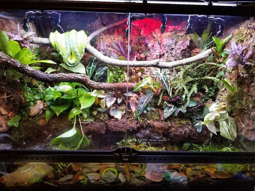 Emerald Tree Boa Facts, Behavior, Diet, and Images