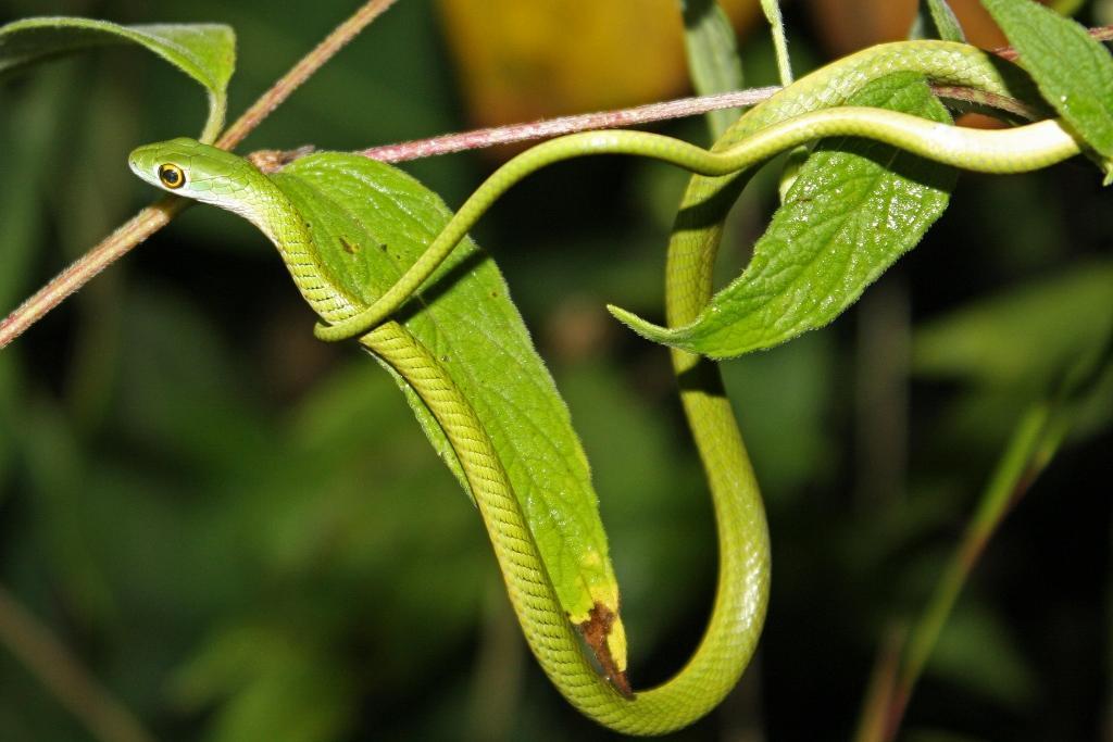 Spotted Bush Snake Facts, Description, Diet, and Pictures