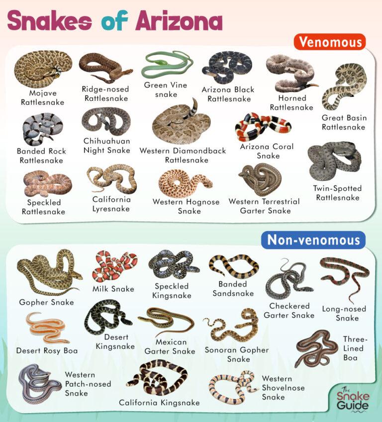 List of Common Venomous and Non-venomous Snakes in Arizona with Pictures