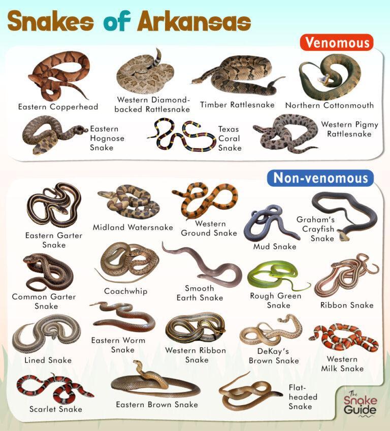 List of Common Venomous and Non-venomous Snakes in Arkansas with Pictures