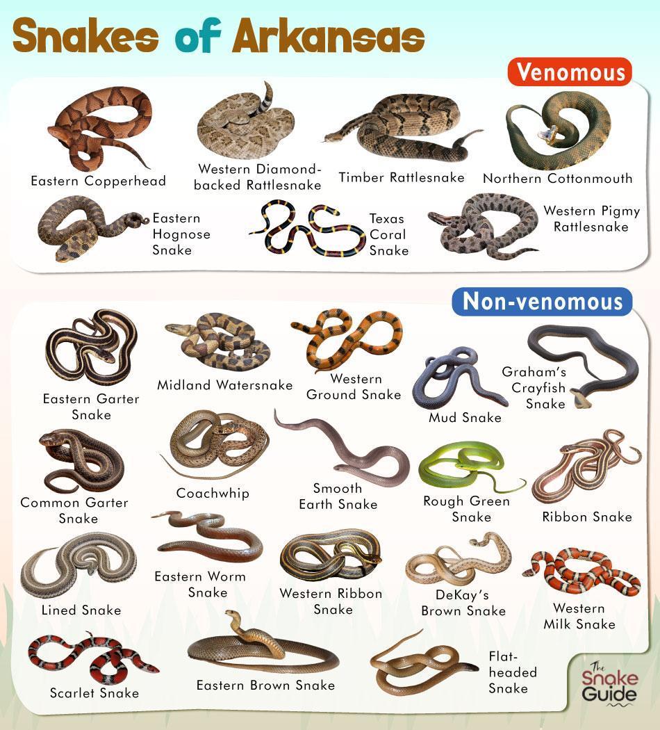 Albums 101+ Images poisonous snakes in arkansas pictures Superb