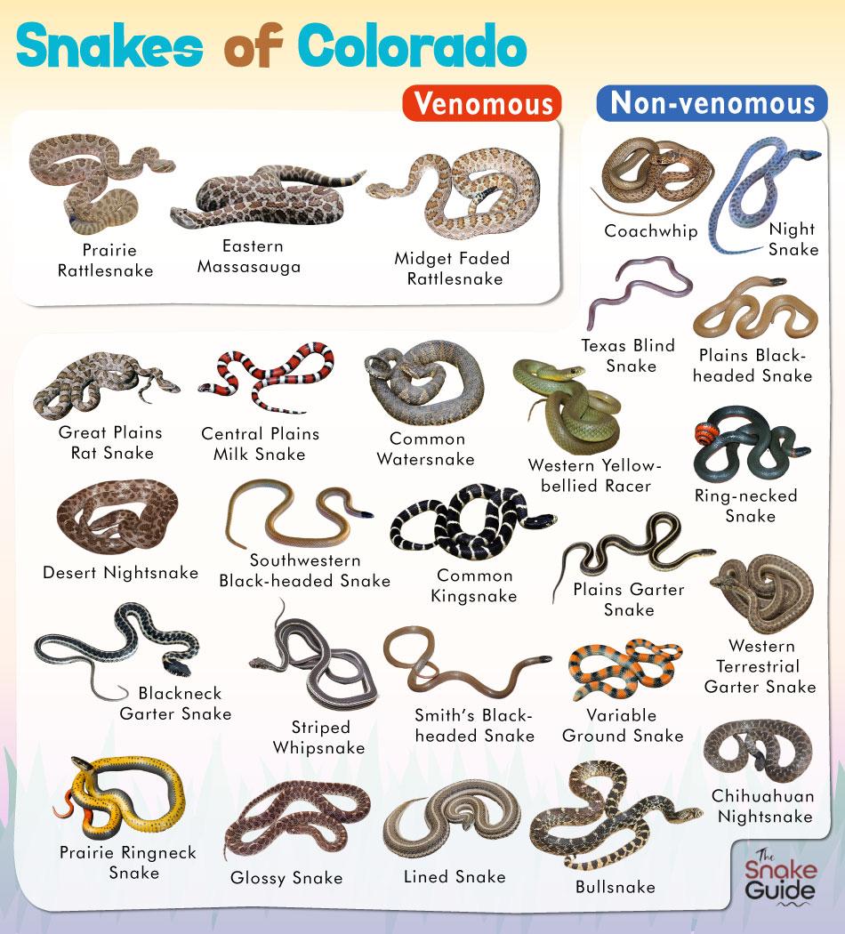 List Of Common Venomous And Non venomous Snakes In Colorado With Pictures
