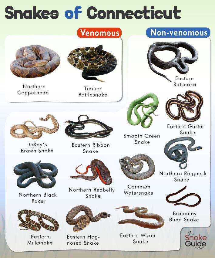 List of Common Venomous and Non-venomous Snakes in Connecticut with ...