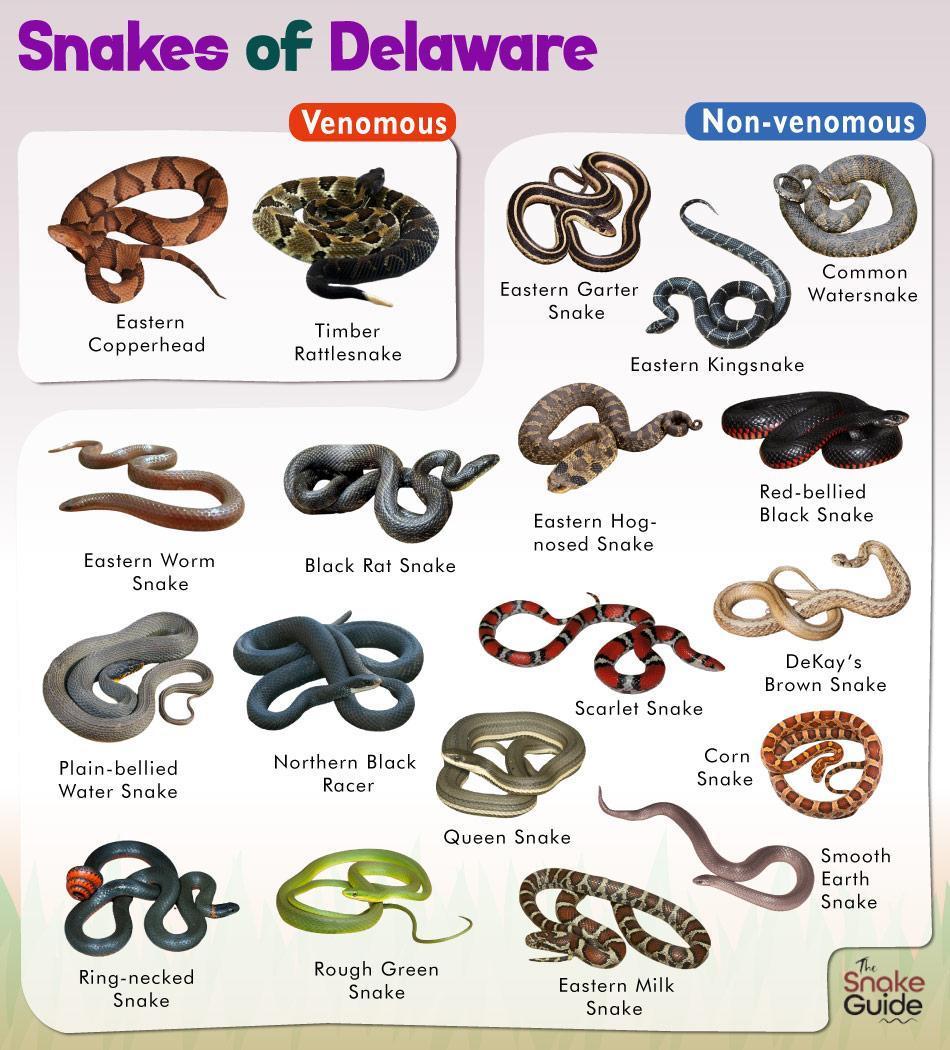 List Of Common Venomous And Non-venomous Snakes In Florida With Pictures