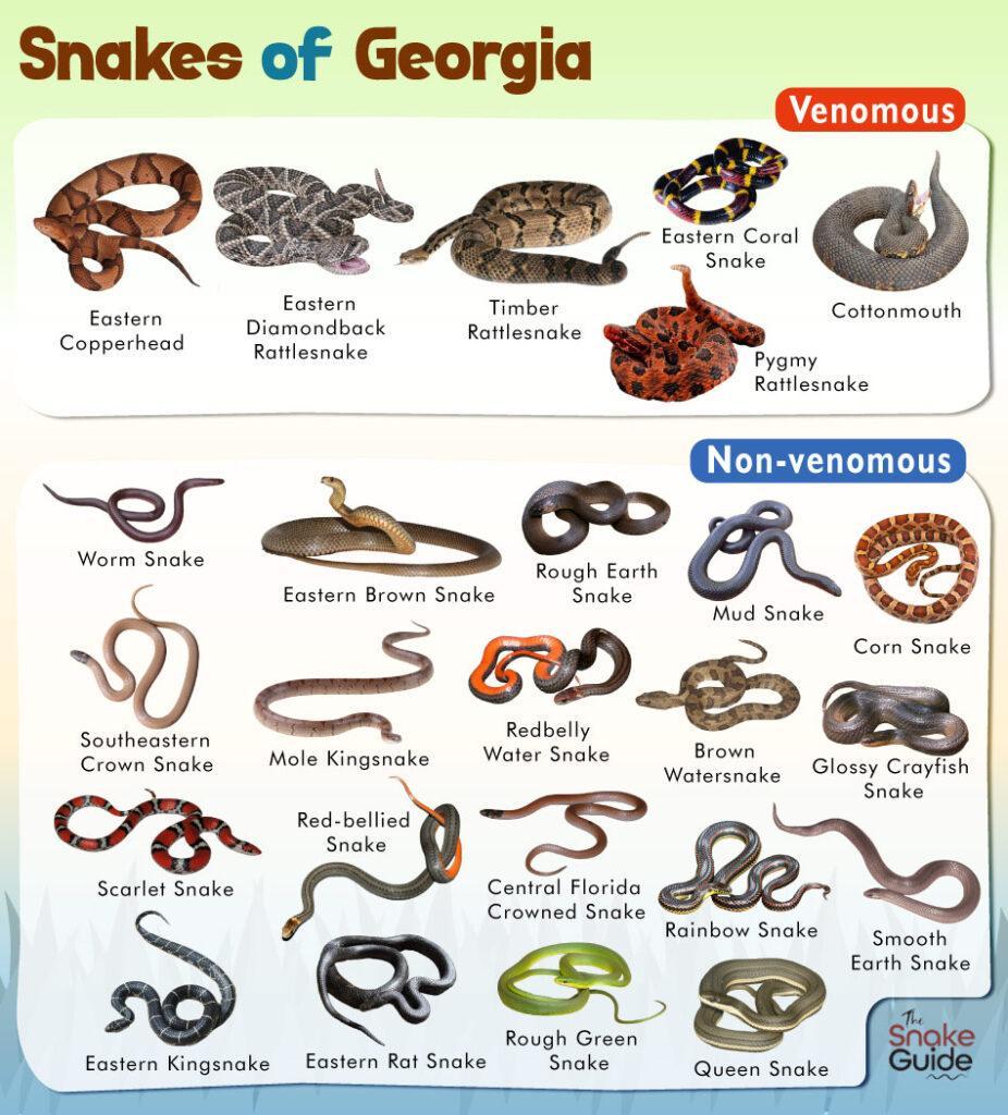 List Of Common Venomous And Non venomous Snakes In Georgia With Pictures
