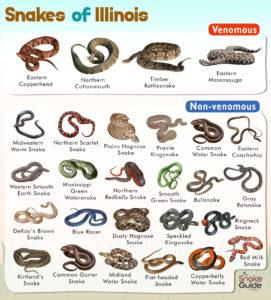 List of Common Venomous and Non-venomous Snakes in Illinois with Pictures