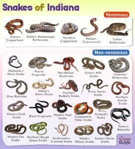 List Of Common Venomous And Non-venomous Snakes In Indiana With Pictures