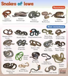 List of Common Venomous and Non-venomous Snakes in Iowa with Pictures