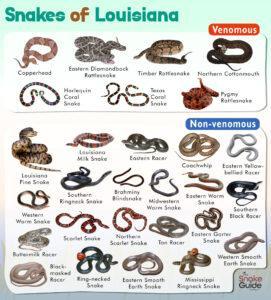 List Of Common Venomous And Non Venomous Snakes In Louisiana With Pictures