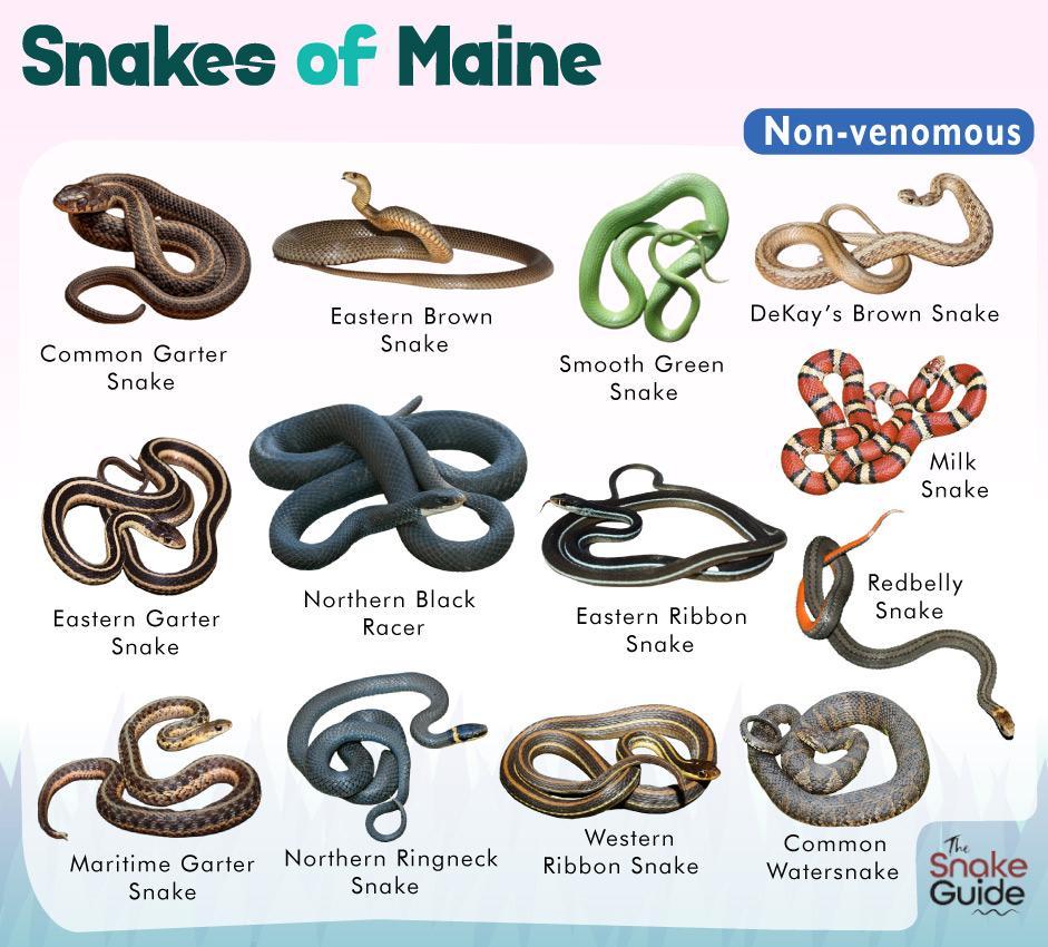 List Of Common Venomous And Non venomous Snakes In Maine With Pictures