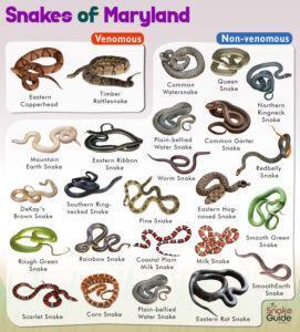 List of Common Venomous and Non-venomous Snakes in Maryland with Pictures