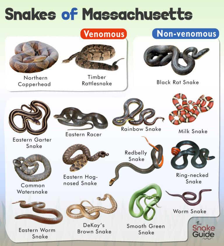 List of Common Venomous and Non-venomous Snakes in Massachusetts with ...