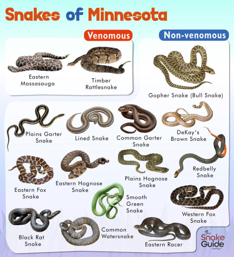 List of common venomous and non venomous snakes in minnesota with pictures