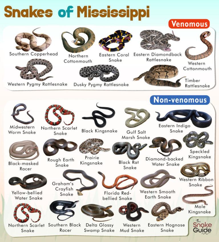 List Of Common Venomous And Non-venomous Snakes In Mississippi With ...