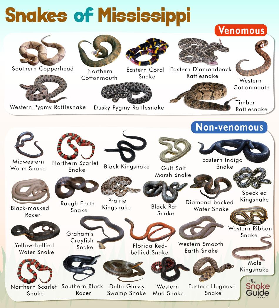 List of Common Venomous and Nonvenomous Snakes in Mississippi with