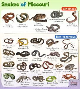 List of Common Venomous and Non-venomous Snakes in Missouri with Pictures