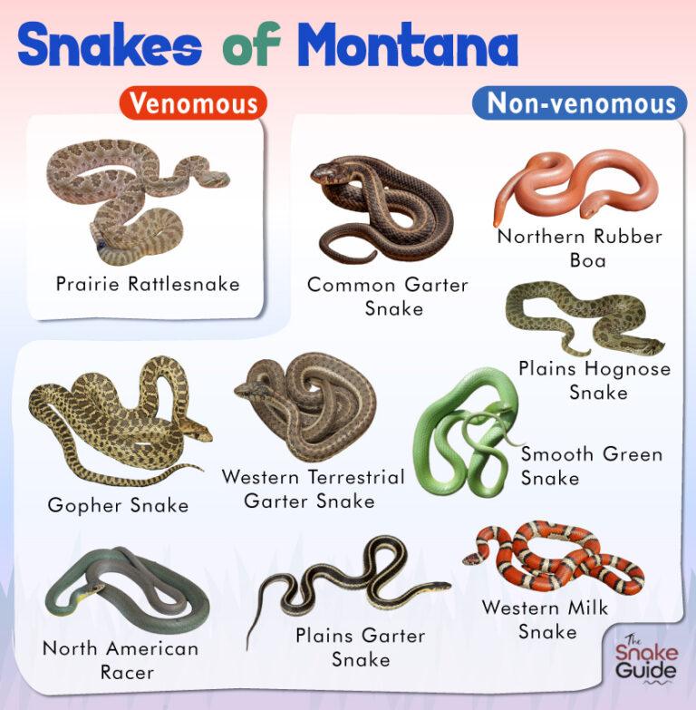 List of Common Venomous and Non-venomous Snakes in Montana with Pictures