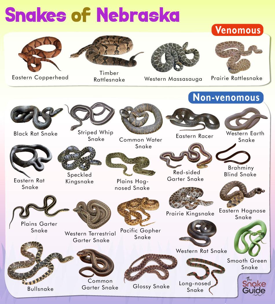 Poisonous Snakes In Nebraska Map - United States Map