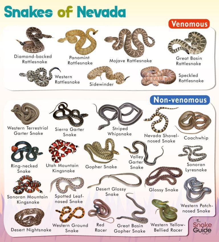 List Of Common Venomous And Non venomous Snakes In Nevada With Pictures