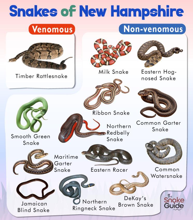 List Of Common Venomous And Non venomous Snakes In New Hampshire With 