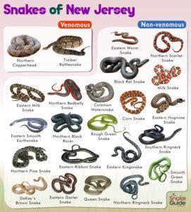 List Of Common Venomous And Non-venomous Snakes In New Jersey With Pictures