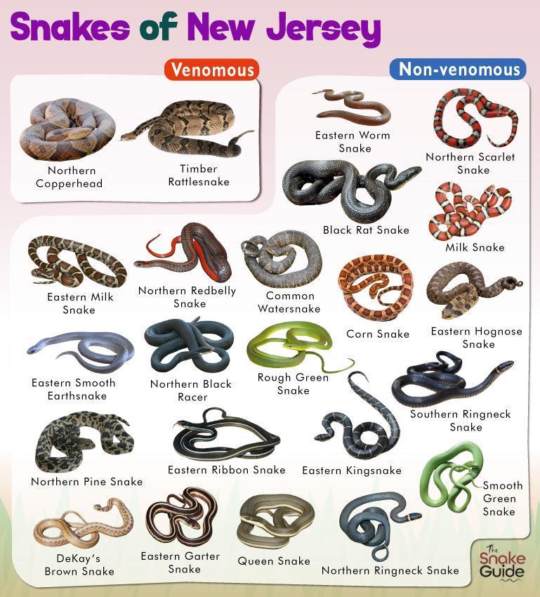 List of Common Venomous and Non-venomous Snakes in New Jersey with Pictures