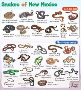 List of Common Venomous and Non-venomous Snakes in New Mexico with Pictures