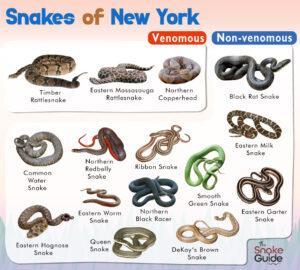 List of Common Venomous and Non-venomous Snakes in New York with Pictures