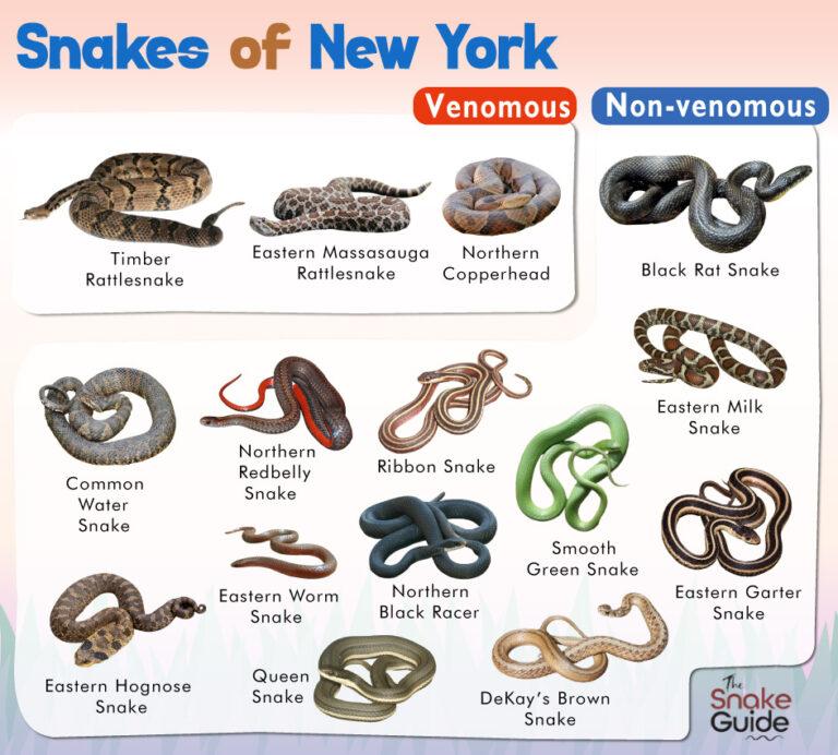 List Of Common Venomous And Non Venomous Snakes In New York With Pictures