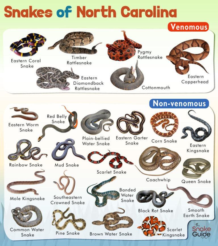 List of Common Venomous and Nonvenomous Snakes in North Carolina with