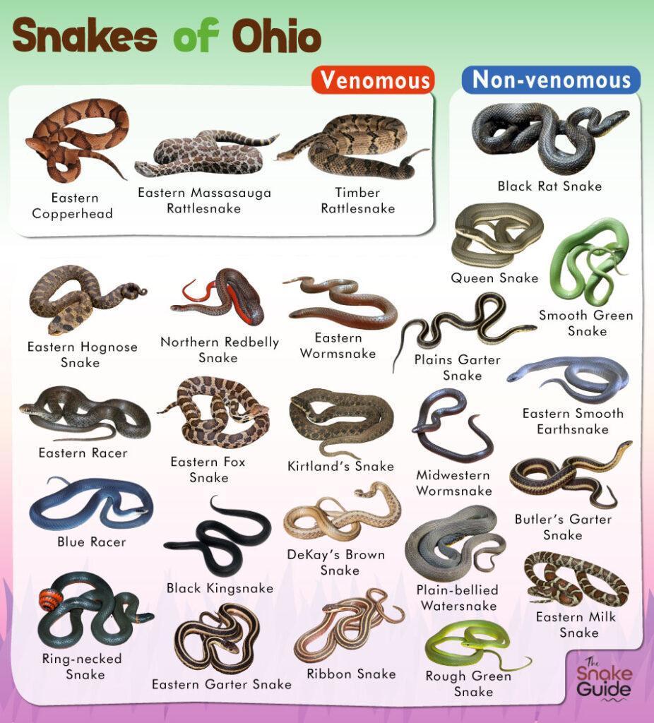 List of Common Venomous and Non-venomous Snakes in Ohio with Pictures