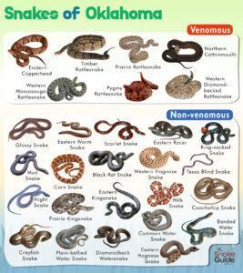 List of Common Venomous and Non-venomous Snakes in Oklahoma with Pictures